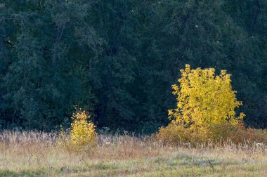 Sonbahar için harika bir zaman
