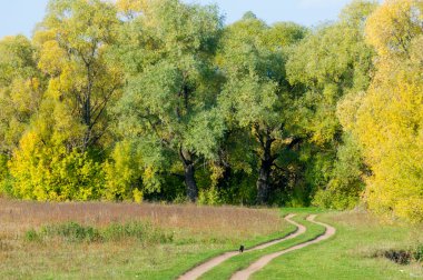 Sonbahar, altın yaprakları, harika bir zaman gün sıcak