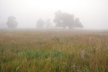 Sonbahar, Güz, yaprak sonbahar, sonbahar yaprak