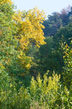 Sonbahar, Güz, yaprak sonbahar, sonbahar yaprak. yaprakları ve otelde bitkileri ve meyve toplandık yılın üçüncü sezon sonbahar