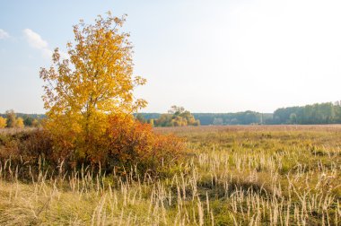 Sonbahar, Güz, yaprak sonbahar, sonbahar yaprak. yaprakları ve otelde bitkileri ve meyve toplandık yılın üçüncü sezon sonbahar