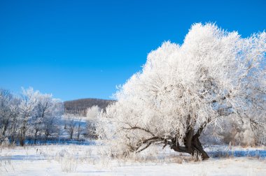kış, kış-gelgit, kış zamanı, hibernate, o yılın en soğuk sezon