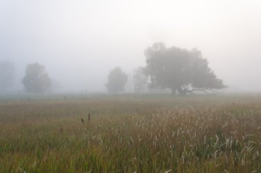 Sonbahar, Güz, yaprak sonbahar, sonbahar yaprak. yaprakları ve otelde bitkileri ve meyve toplandık yılın üçüncü sezon sonbahar