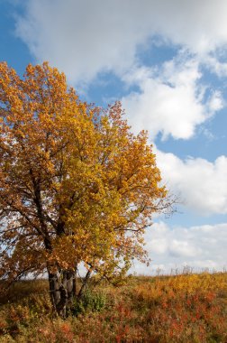 Sonbahar, altın yaprakları, harika bir zaman gün sıcak