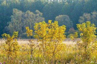 Sonbahar, Güz, yaprak sonbahar, sonbahar yaprak. yaprakları ve otelde bitkileri ve meyve toplandık yılın üçüncü sezon sonbahar