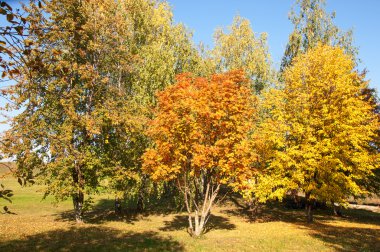 Sonbahar, Güz, yaprak sonbahar, sonbahar yaprak. yaprakları ve otelde bitkileri ve meyve toplandık yılın üçüncü sezon sonbahar