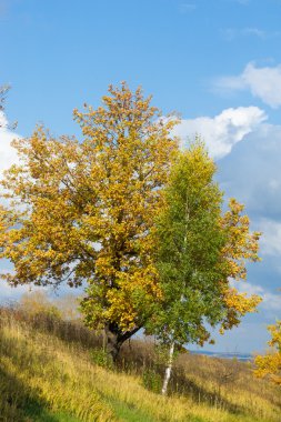 Sonbahar, altın yaprakları, harika bir zaman gün sıcak