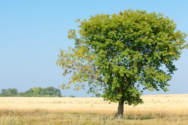 Alan olgun tahıl. Olgun arpa. Olgun yulaf. Yaz olgunlaşmış tahıl alanda