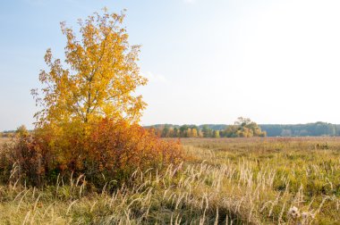 Sonbahar, Güz, yaprak sonbahar, sonbahar yaprak. yaprakları ve otelde bitkileri ve meyve toplandık yılın üçüncü sezon sonbahar