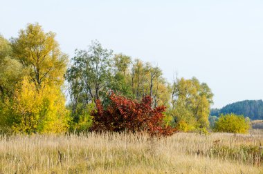 Sonbahar, Güz, yaprak sonbahar, sonbahar yaprak. yaprakları ve otelde bitkileri ve meyve toplandık yılın üçüncü sezon sonbahar