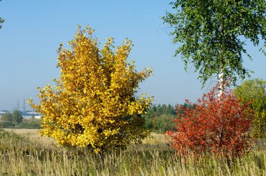 Sonbahar, Güz, yaprak sonbahar, sonbahar yaprak. üçüncü sezon yıl, ne zaman bitkileri ve meyve toplandık ve yaprakları düşer, Eylül-Kasım Kuzey yarımkürede ve Mayıs Mart Güney yarımkürede.