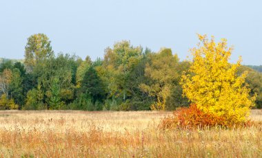 Sonbahar, Güz, yaprak sonbahar, sonbahar yaprak. yaprakları ve otelde bitkileri ve meyve toplandık yılın üçüncü sezon sonbahar