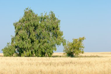 Alan olgun tahıl. Olgun arpa. Olgun yulaf. Yaz olgunlaşmış tahıl alanda