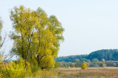 Sonbahar, Güz, yaprak sonbahar, sonbahar yaprak. yaprakları ve otelde bitkileri ve meyve toplandık yılın üçüncü sezon sonbahar