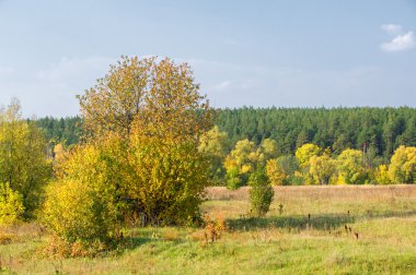 Sonbahar, Güz, yaprak sonbahar, sonbahar yaprak. yaprakları ve otelde bitkileri ve meyve toplandık yılın üçüncü sezon sonbahar