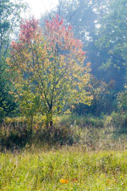 Sonbahar gün batımı. Sonbahar ormanda günbatımı. Sahada güzel gündoğumu.