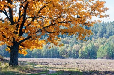 Sonbahar, altın yaprakları, harika bir zaman gün sıcak