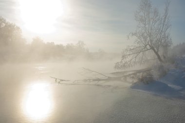 Kış manzarası. Frost Frost'un ağaçlar üzerinde. Aşırı soğuk. hoarfrost. donmuş su buharı, kurulmuş bir grimsi-beyaz kristal depozito temizleyin hala bitki örtüsü hava