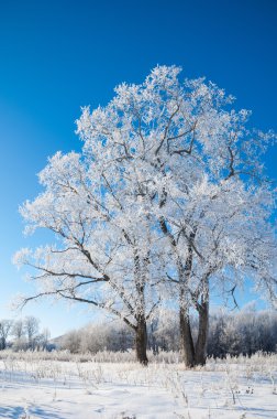 kış, kış-gelgit, kış zamanı, hibernate, o yılın en soğuk sezon