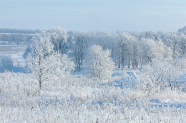 Kış manzarası. Frost Frost'un ağaçlar üzerinde. Aşırı soğuk. hoarfrost. donmuş su buharı, kurulmuş bir grimsi-beyaz kristal depozito temizleyin hala bitki örtüsü hava