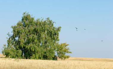 Alan olgun tahıl. Olgun arpa. Olgun yulaf. Yaz olgunlaşmış tahıl alanda
