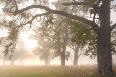 Sonbahar, Güz, yaprak sonbahar, sonbahar yaprak. yaprakları ve otelde bitkileri ve meyve toplandık yılın üçüncü sezon sonbahar