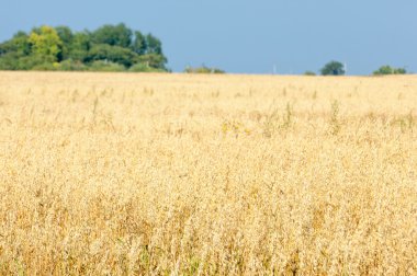Alan olgun tahıl. Olgun arpa. Olgun yulaf. Yaz olgunlaşmış tahıl alanda