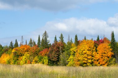 Sonbahar, altın yaprakları, harika bir zaman gün sıcak