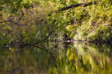 Sonbahar, altın yaprakları, harika bir zaman gün sıcak