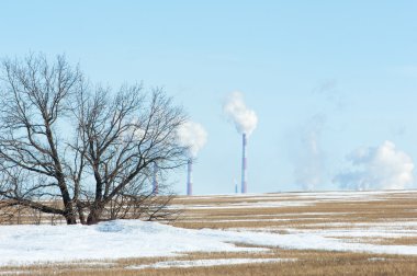 Boru Tesisi. Alan son kar ile. Yalnız Sonbahar ağaç. ağaç yalnız bahar