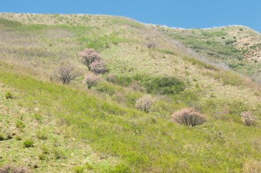 siyah bir arka plan üzerinde izole kırmızı kaplan lily.