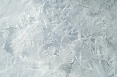 siyah bir arka plan üzerinde izole kırmızı kaplan lily.