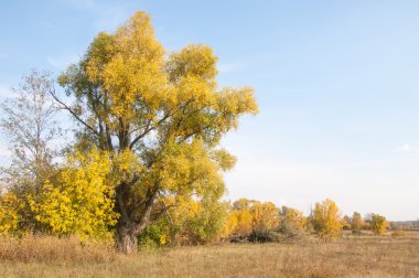 Sonbahar, Güz, yaprak sonbahar, sonbahar yaprak. yaprakları ve otelde bitkileri ve meyve toplandık yılın üçüncü sezon sonbahar