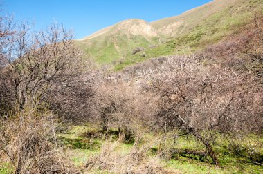 siyah bir arka plan üzerinde izole kırmızı kaplan lily.