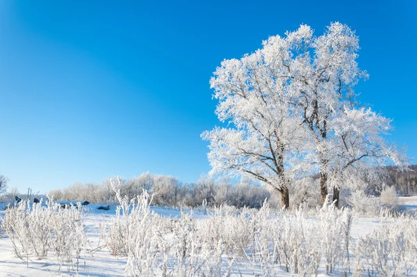 Winter, winter-tide, winter-time — Stock Photo, Image