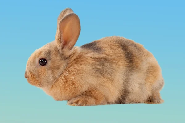 Easter bunny. On a blue background. — Stock Photo, Image