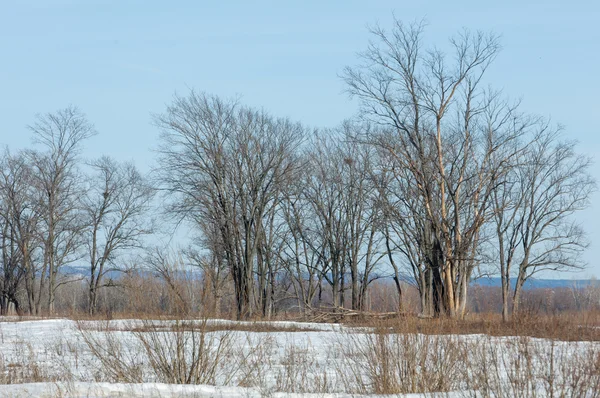 Der Letzte Schnee Frühling Die Bäume — Stockfoto