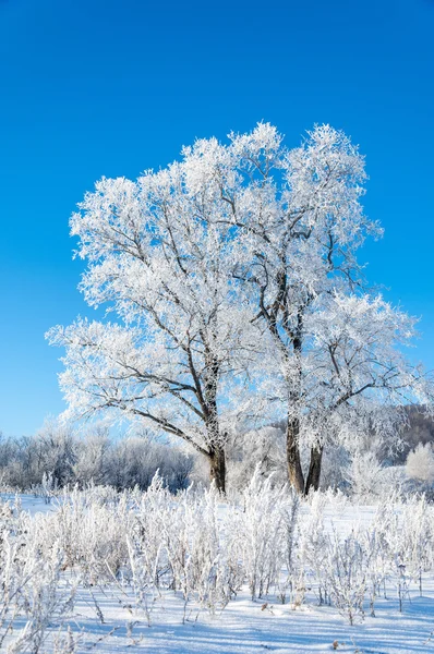 Winter Flut Winterzeit Winterschlaf Die Kälteste Jahreszeit Des Jahres — Stockfoto