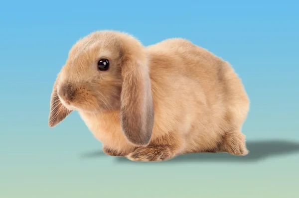 Easter bunny. On a blue background. — Stock Photo, Image