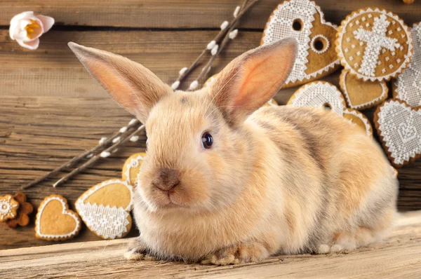 Rabbit, bunny, hare, cony, coney, lapin — Stock Photo, Image