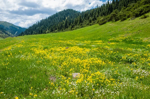 Mountain, mount, hill. Kazakhstan. Tien Shan. Assy plateau — Stock Photo, Image