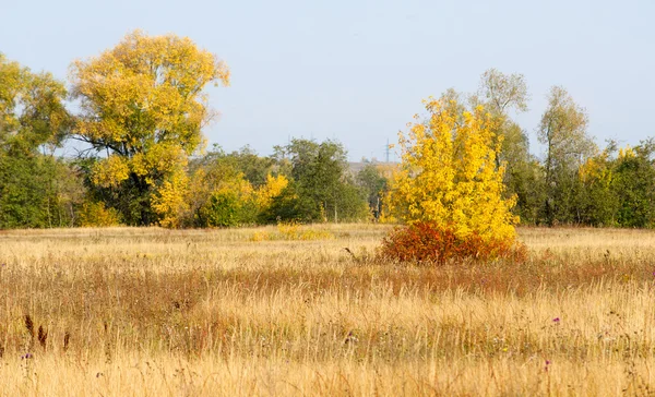 Otoño Otoño Caída Hoja Caída Hoja Tercera Temporada Del Año — Foto de Stock