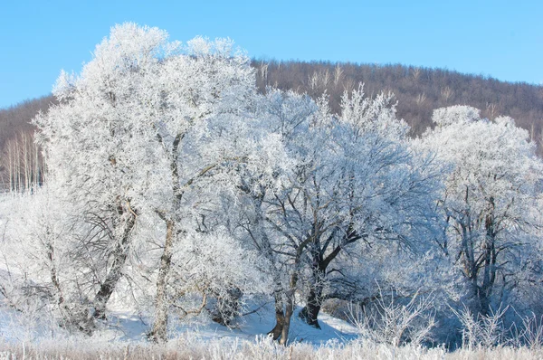 Vinter Vinter Tide Vintern Övervintra Han Kallaste Årstid — Stockfoto