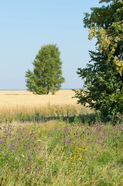 Onely Träd Korn Fält Tatarstan Ryssland — Stockfoto