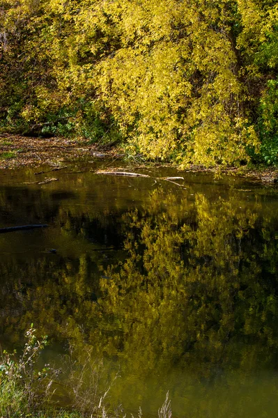 Прекрасное Время Упасть Золотые Листья Теплые Дни — стоковое фото