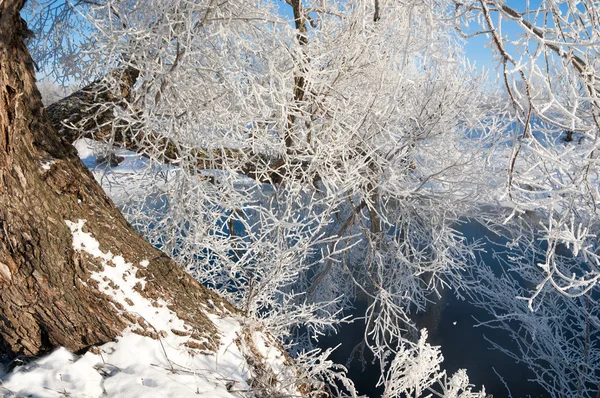 Hiver Marée Hiver Hibernation Saison Froide Année — Photo