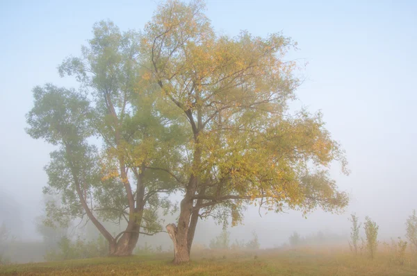 Φθινόπωρο Φθινόπωρο Φύλλα Πτώσης Πτώση Των Φύλλων Τρίτη Εποχή Του — Φωτογραφία Αρχείου