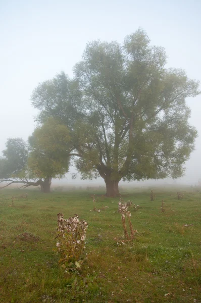 Herbst Herbst Blattfall Blattfall Die Dritte Jahreszeit Wenn Getreide Und — Stockfoto