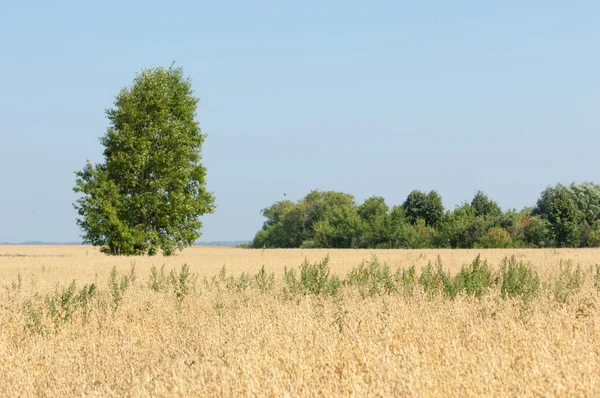 Seul Arbre Champ Céréales Tatarstan Russie — Photo