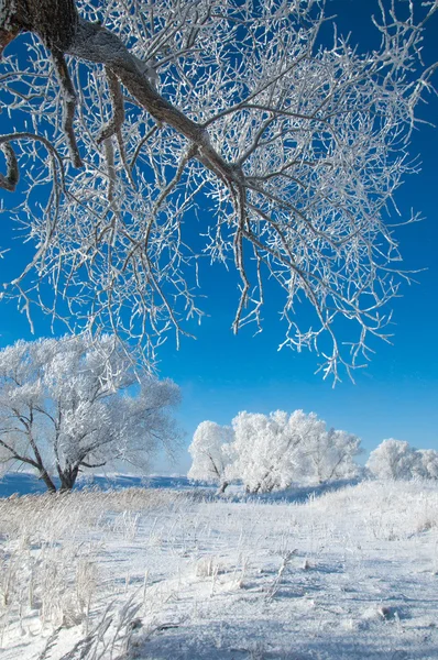 Зимовий Зимовий Зимовий Сплячий Найхолодніший Сезон Року Північній Півкулі Грудня — стокове фото